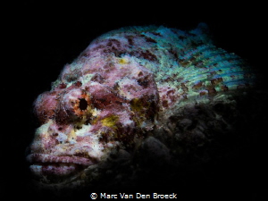 scorpiocolors by Marc Van Den Broeck 